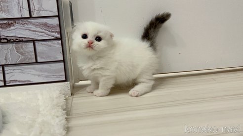 成約済の福岡県のマンチカン(短足)-96423の2枚目