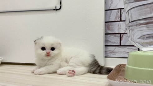 成約済の福岡県のマンチカン(短足)-96423の1枚目
