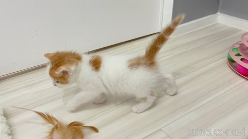 成約済の福岡県のマンチカン-96428の2枚目