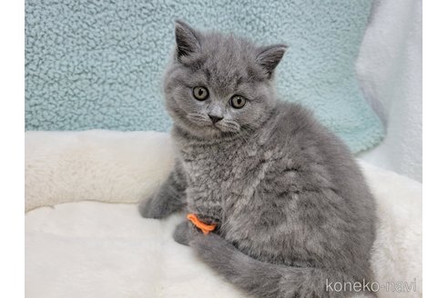 成約済の千葉県のブリティッシュショートヘア-95186の1枚目