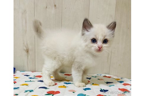 成約済の大阪府のラグドール-96447の2枚目