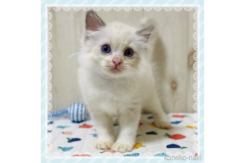 成約済の大阪府のラグドール-96449の1枚目