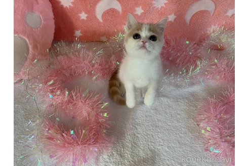 成約済の大阪府のマンチカン-95184の2枚目