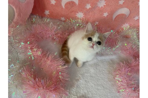 成約済の大阪府のマンチカン-95184の3枚目