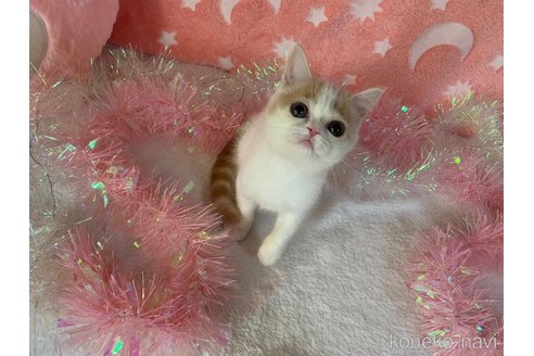 成約済の大阪府のマンチカン-95184の4枚目