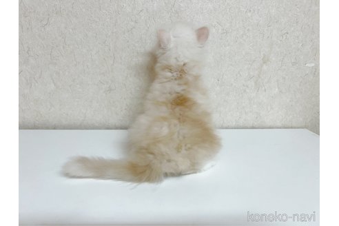成約済の東京都のミヌエット-96466の8枚目