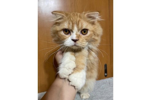販売中の東京都のスコティッシュフォールド-96468の3枚目