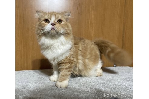 販売中の東京都のスコティッシュフォールド-96468の4枚目