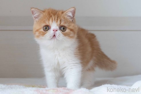 成約済の東京都のエキゾチックショートヘア-93084の9枚目