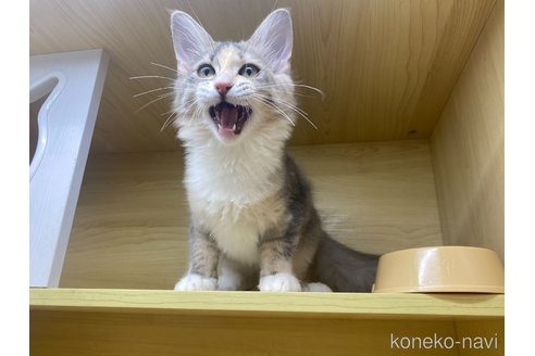 成約済の東京都のノルウェージャンフォレストキャット-95150の3枚目
