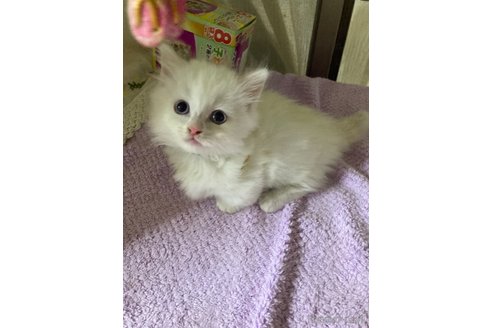 成約済の神奈川県のマンチカン(短足)-96485の3枚目