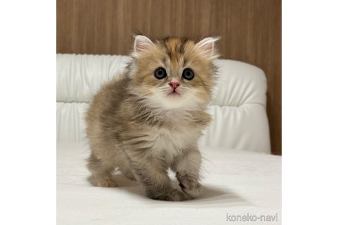 成約済の福岡県のスコティッシュフォールド-95269の3枚目