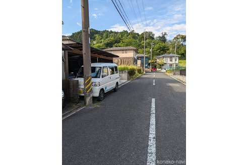 成約済の三重県のブリティッシュショートヘア-96349の4枚目