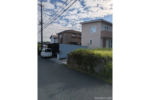 成約済の三重県のブリティッシュショートヘア-96349の2枚目