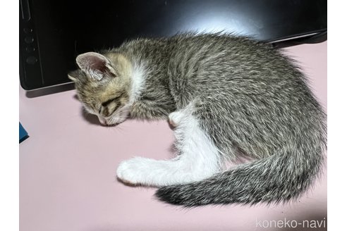 成約済の埼玉県のミックス-95247の2枚目