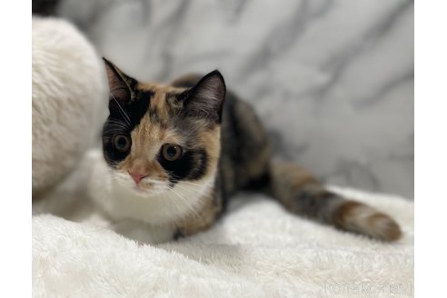 販売中の静岡県のスコティッシュフォールド-81545の2枚目