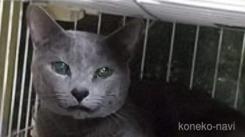 ダイヤモンドくん1枚目