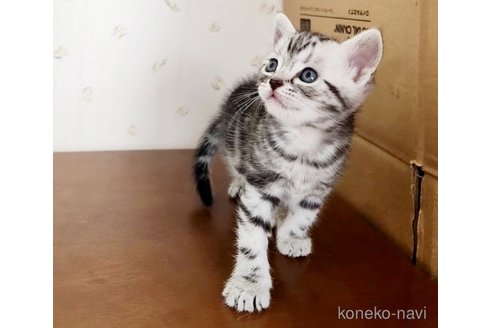 成約済の岐阜県のアメリカンショートヘア-96509の14枚目