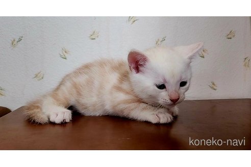 成約済の岐阜県のアメリカンショートヘア-96510の17枚目