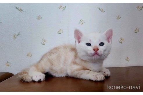 成約済の岐阜県のアメリカンショートヘア-96510の22枚目