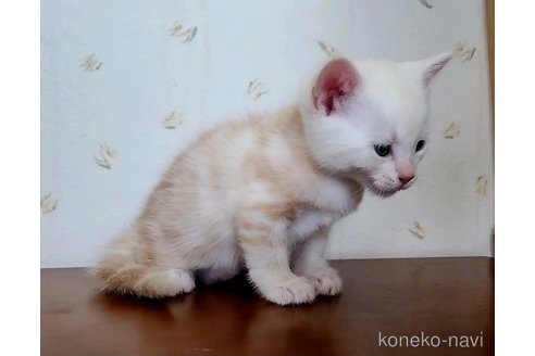 成約済の岐阜県のアメリカンショートヘア-96510の21枚目