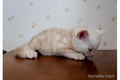 成約済の岐阜県のアメリカンショートヘア-96510の20枚目