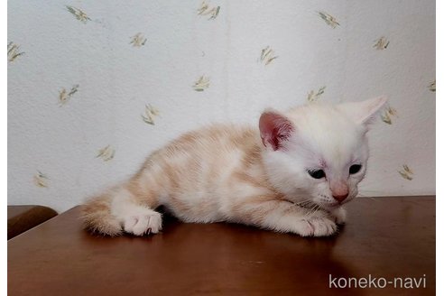成約済の岐阜県のアメリカンショートヘア-96510の18枚目