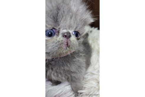 成約済の長崎県のエキゾチックロングヘア-96514の1枚目