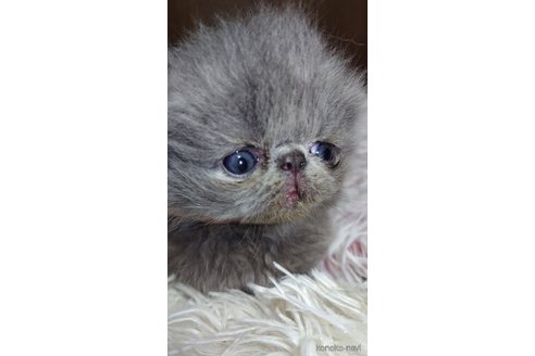 成約済の長崎県のエキゾチックロングヘア-96514の5枚目