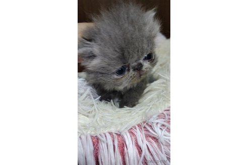 成約済の長崎県のエキゾチックロングヘア-96514の4枚目