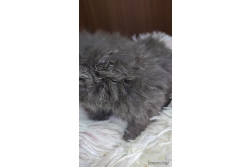 成約済の長崎県のエキゾチックロングヘア-96514の2枚目
