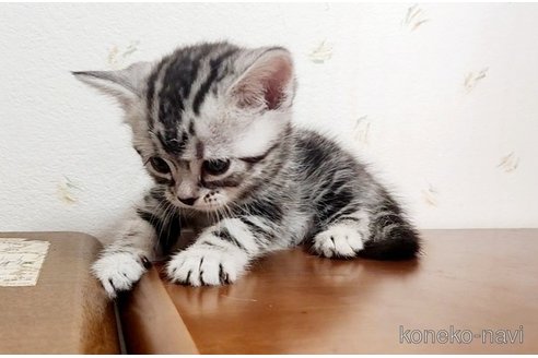 成約済の岐阜県のアメリカンショートヘア-96515の25枚目
