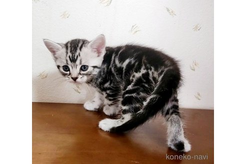 成約済の岐阜県のアメリカンショートヘア-96515の19枚目
