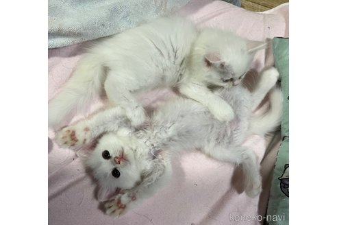 成約済の埼玉県のミックス-95248の18枚目