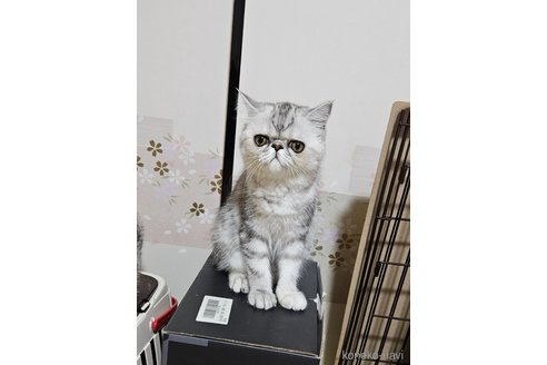 成約済の千葉県のエキゾチックショートヘア-88875の2枚目