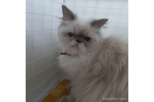 成約済の大阪府のヒマラヤン-86792の10枚目