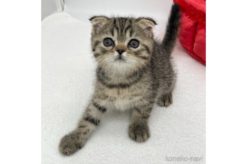 成約済の愛知県のスコティッシュフォールド(折れ耳)-96524の2枚目