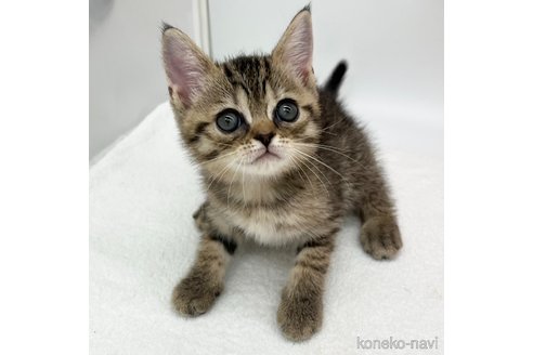 成約済の愛知県のスコティッシュフォールド-96527の1枚目