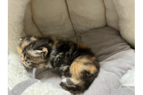 成約済の鹿児島県のエキゾチックショートヘア-96529の5枚目