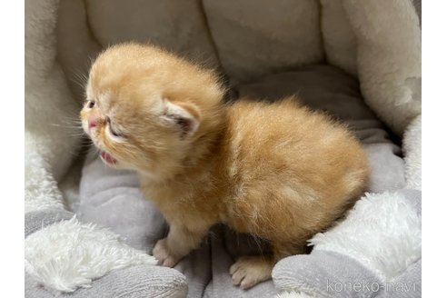 成約済の鹿児島県のエキゾチックショートヘア-96530の4枚目