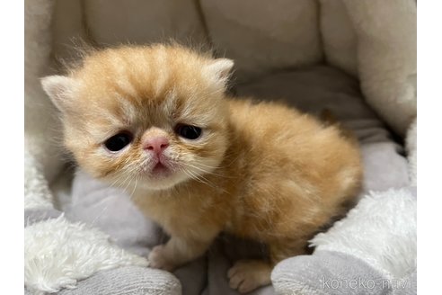 成約済の鹿児島県のエキゾチックショートヘア-96530の5枚目