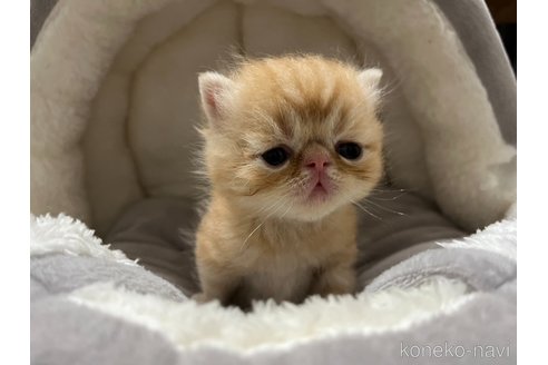 成約済の鹿児島県のエキゾチックショートヘア-96530の2枚目