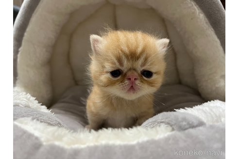 成約済の鹿児島県のエキゾチックショートヘア-96530の1枚目