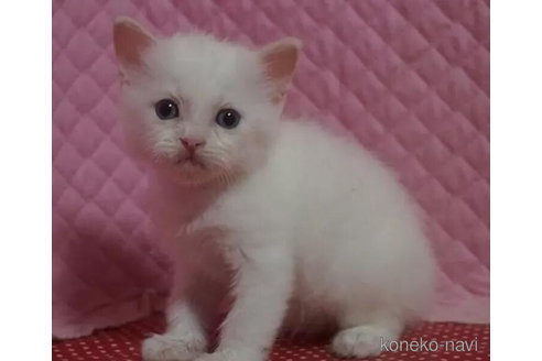成約済の静岡県のラグドール-96537の3枚目