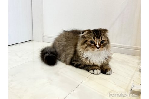 成約済の三重県のスコティッシュフォールド(折れ耳)-91415の2枚目