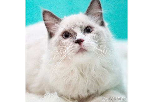成約済の東京都のラグドール-85290の4枚目