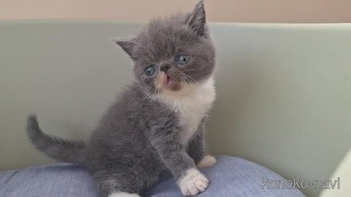 成約済の岐阜県のエキゾチックショートヘア-96556の2枚目