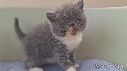 成約済の岐阜県のエキゾチックショートヘア-96556の3枚目