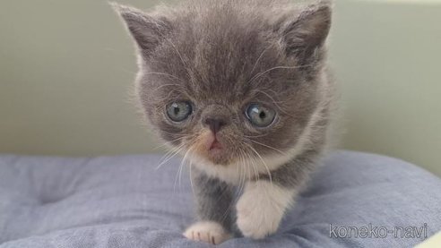 成約済の岐阜県のエキゾチックショートヘア-96556の1枚目