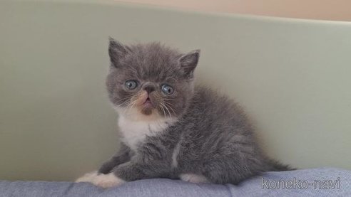 成約済の岐阜県のエキゾチックショートヘア-96556の4枚目